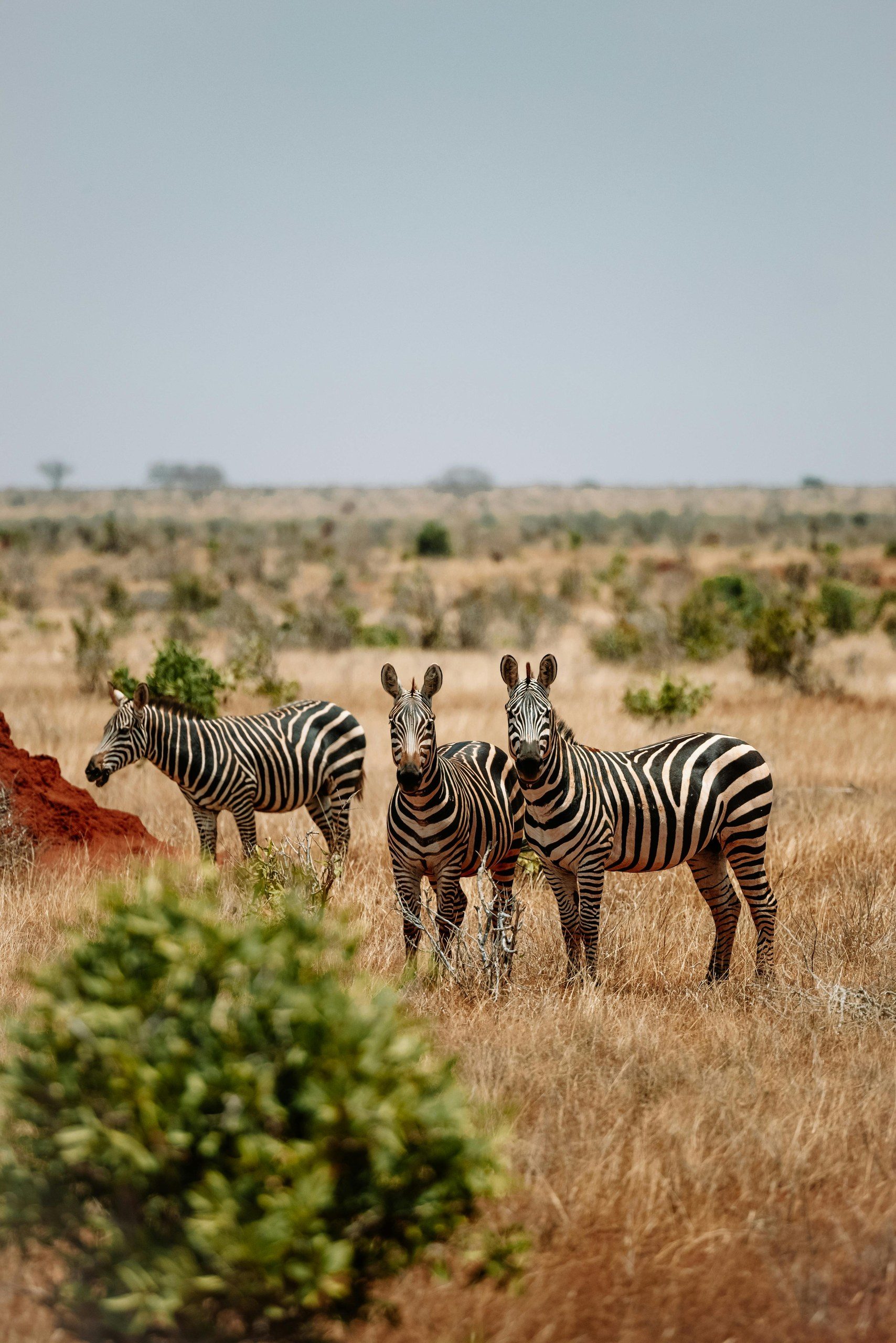 Hills of Tsavo West
